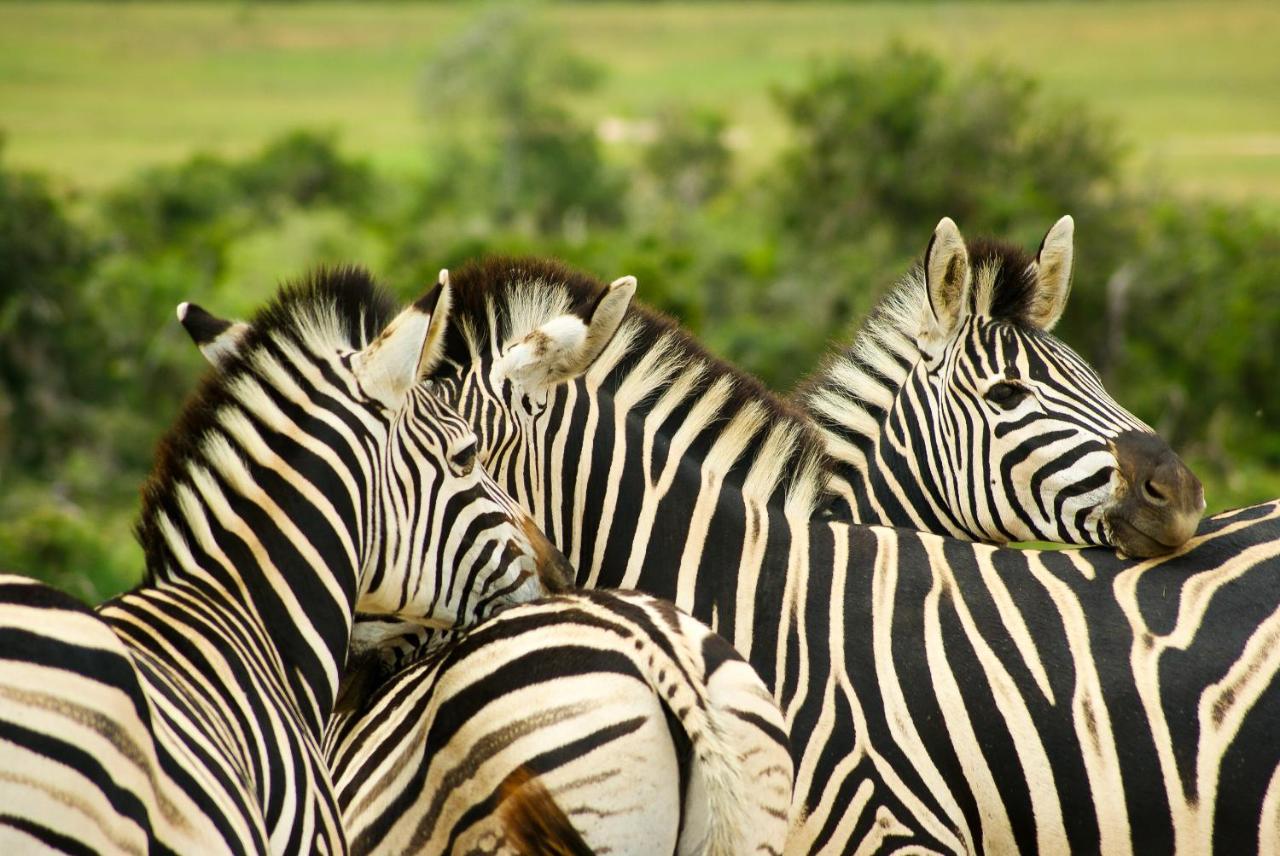 Addo African Home Eksteriør billede