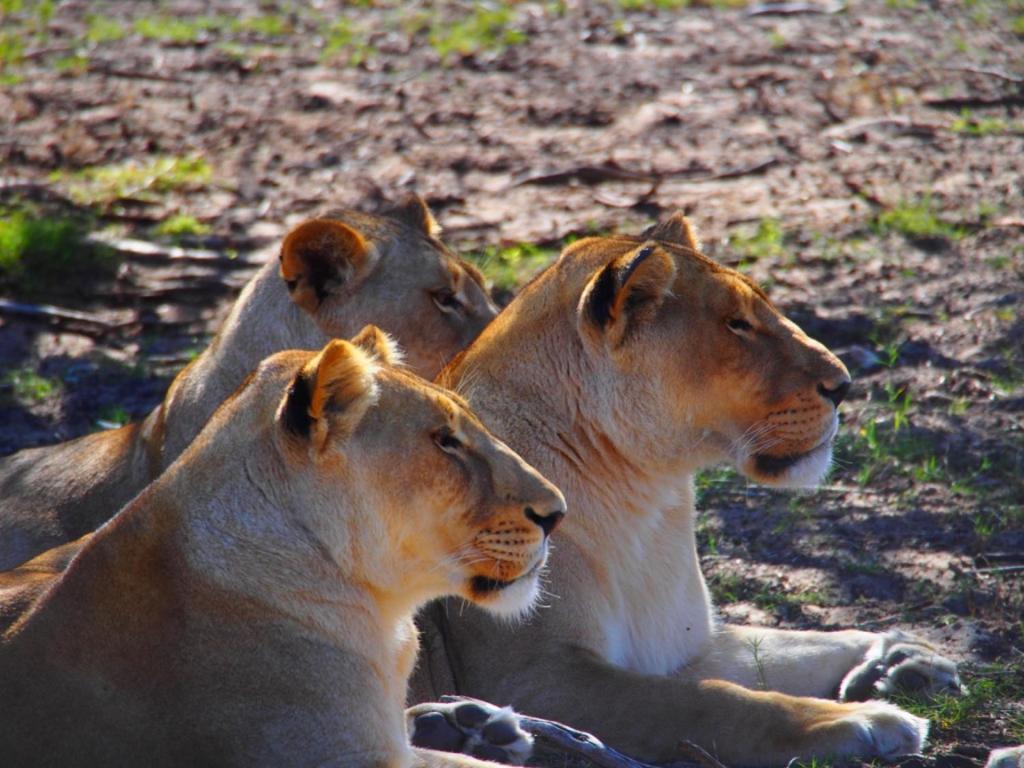 Addo African Home Eksteriør billede