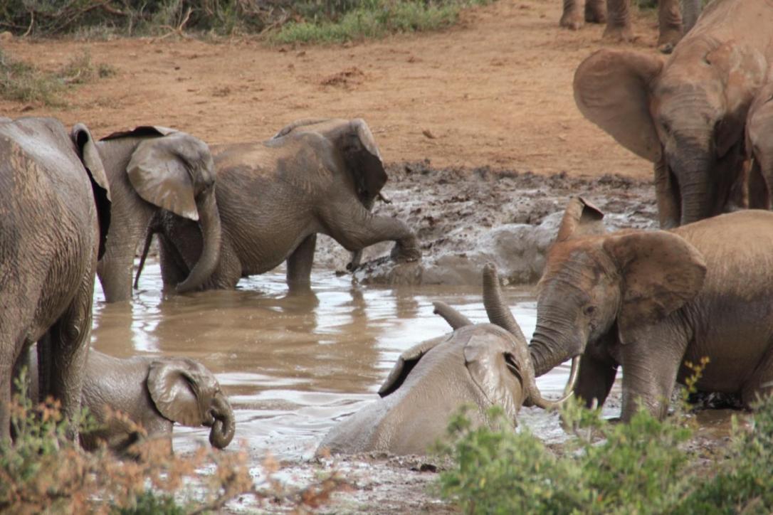 Addo African Home Eksteriør billede